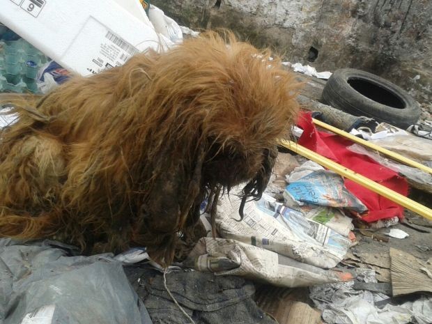 Cachorro foi encontrado no lixo por moradores de São Vicente (Foto: Karla Roberta / Arquivo Pessoal)
