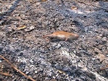 Animal morre em queimada no Pantanal (Foto: Reprodução/TVCA)