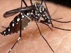 Paraná tem 52 cidades com epidemia de dengue, diz Secretaria da Saúde