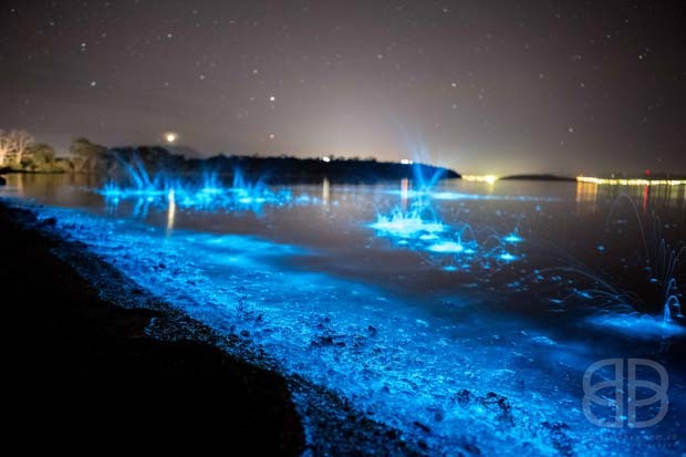 Fotógrafa registrou mar na costa da Austrália emitindo brilho azul intenso (Foto: Jo Malcomson)