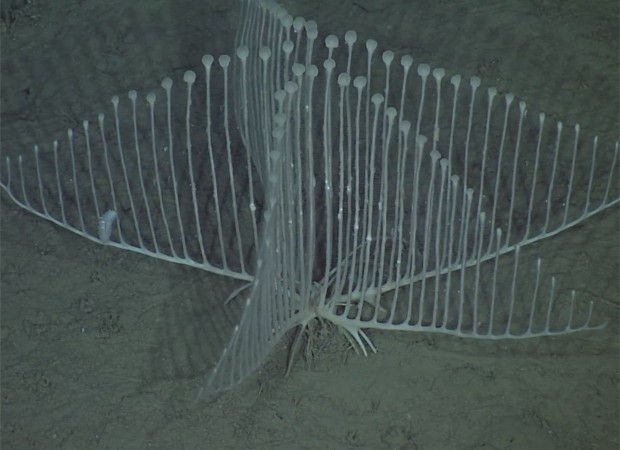 'Esponja-harpa' é avistada no fundo do mar próximo aos EUA (Foto: Reprodução/Instituto de Pesquisa do Aquário da Baía de Monterey)