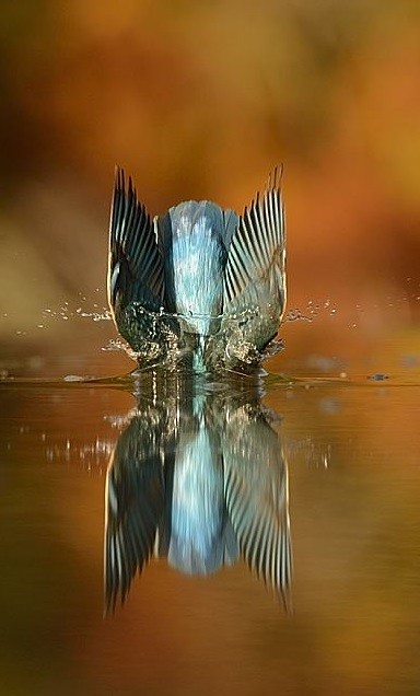 O mergulho do pássaro de Alan McFadyen