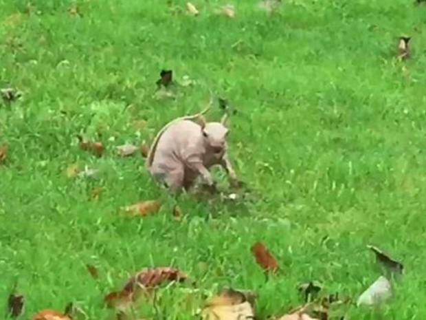Ambientalistas capturaram raro esquilo careca na Grã-Bretanha (Foto: BBC)