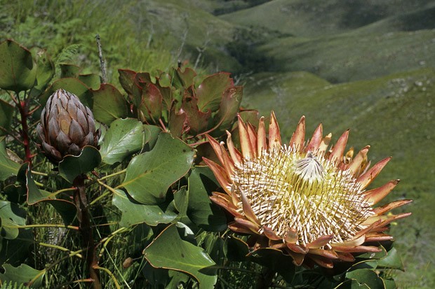 Um exemplar da King Protea na natureza, nas montanhas de Outeniqua, entre Oudtshoorn e Mossel Bay. A flor jovem (à esquerda) assemelha-se a uma alcachofra.  (Foto: Haroldo Castro/ Época)