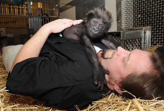 O diretor do centro de primatas do Zoológico de Cincinati, Ron Evans, deita em palha para imitar os movimentos de uma gorila fêmea ao cuidar de seu bebê. Ele é uma das 