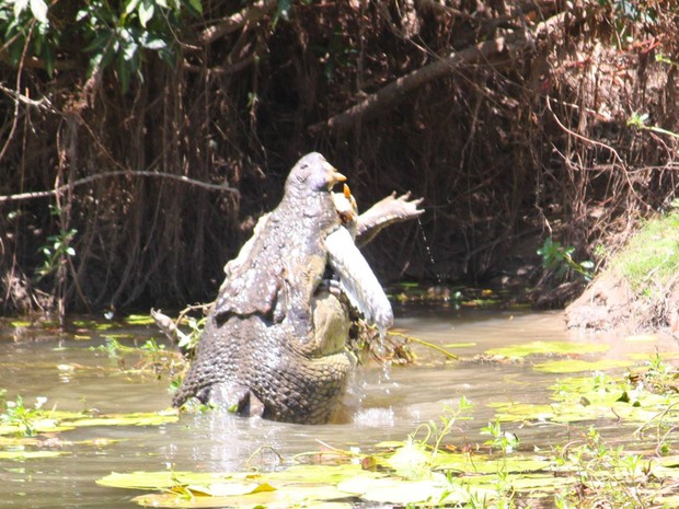 G Fotos Impressionantes Mostram Crocodilo Canibal Devorando Rival