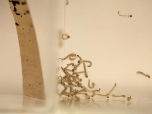 Larvas do mosquito Aedes aegypti são vistas em laboratório do Centro para Controle e Prevenção de Doenças, dos EUA, em San Juan. (Foto: Reuters)