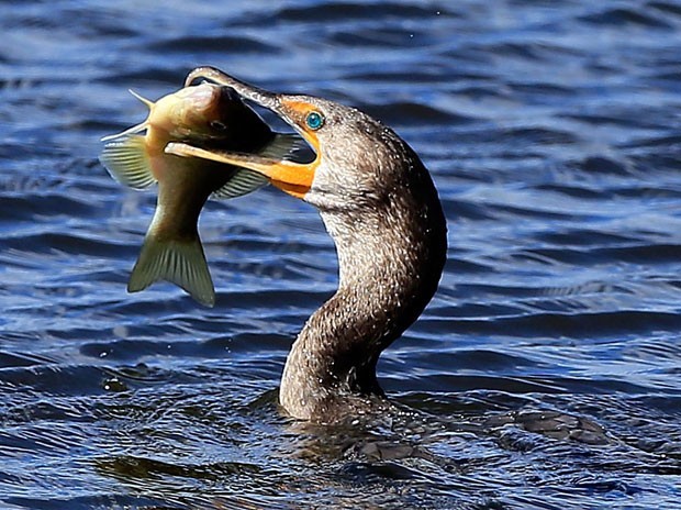 Em dezembro de 2012, uma biguatinga foi vista tentando devorar um peixe enorme no em Daytona Beach, no estado da Flórida (EUA) (Foto: Sam Greenwood/Getty Images/AFP)