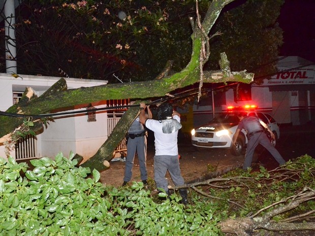 Chuva também derrubou árvores em Monte Aprazível (Foto: Lucas Ribeiro / Aplicativo TEM Você) Chuva também derrubou árvores em Monte Aprazível (Foto: Lucas Ribeiro / Aplicativo TEM Você)