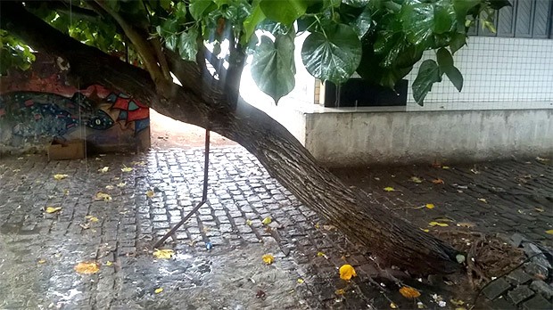 Árvore ameaça cair na praça Iapissara Aguiar, na Zona Norte (Foto: Armando Miranda)