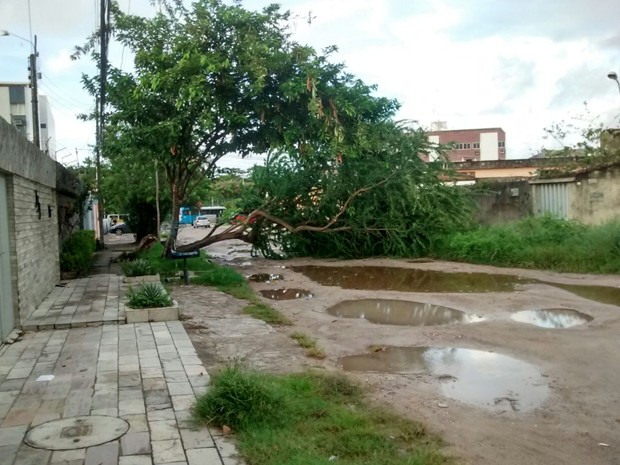 Árvore caída bloqueia rua no bairro da Imbiribeira (Foto: Reprodução/ Whatsapp) Árvore caída bloqueia rua no bairro da Imbiribeira (Foto: Reprodução/ Whatsapp)