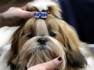 Cão da raça shih tzu mordeu a mulher, e outros 3 lamberam (Foto: Alexander Körner/DPA/AFP)