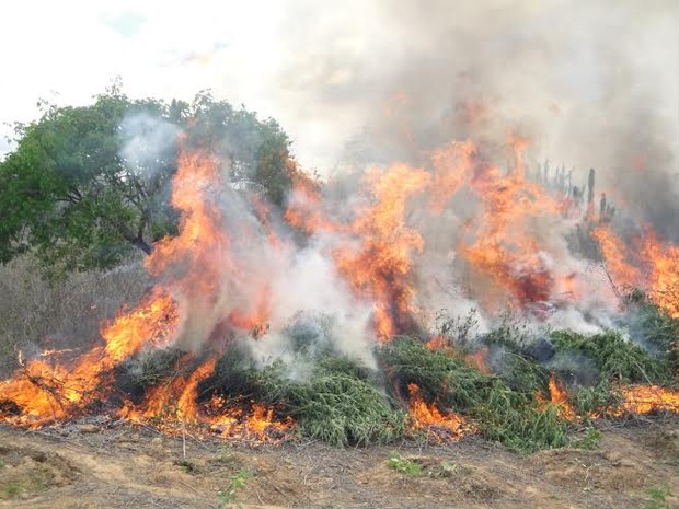 188 mil pés de maconha foram erradicados (Foto: Divulgação / Polícia Federal)