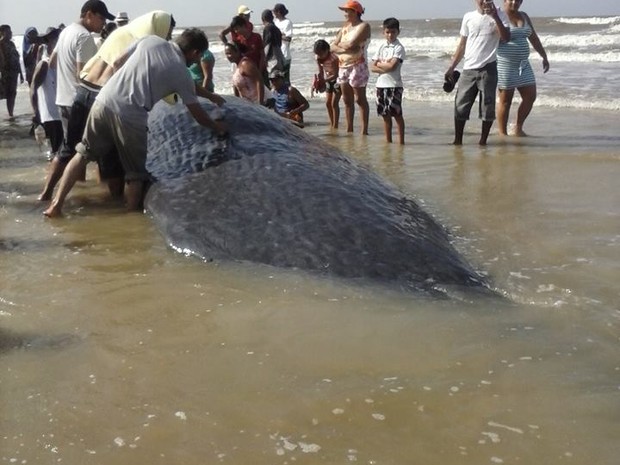 Apesar de hidratada, baleia não resistiu (Foto: Iris Santos / Rádio Tropical de Marudá)