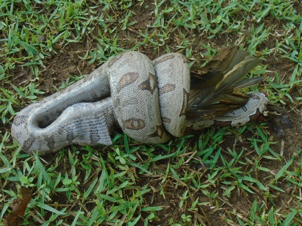 Cobra foi flagrada devorando um pÃ¡ssaro prÃ³ximo da trilha principal. (Foto: AntÃ´nio de PÃ¡dua Faria/Arquivo Pessoal)