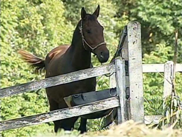 Exames confirmaram que o animal estava com mormo e, por isso, o cavalo terá que ser sacrificado e a propriedade interditada (Foto: Reprodução/TV Tem)