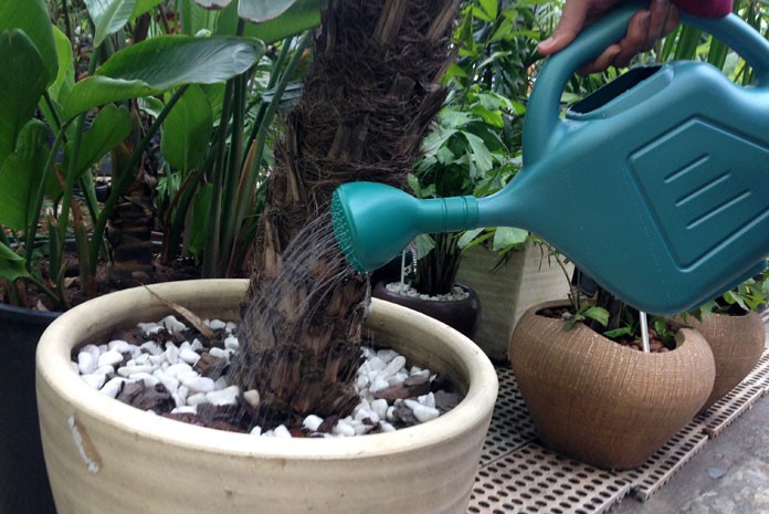 Regador ajuda a economizar água na hora de molhar as plantas