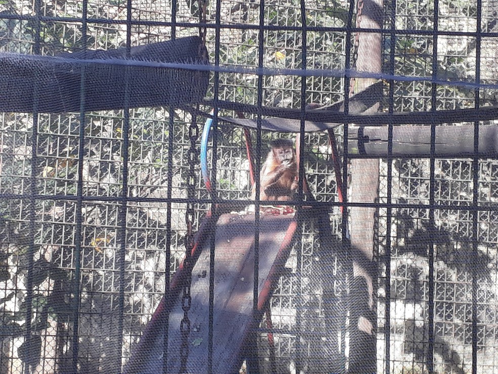 Área onde fica macacos-prego no zoológico de Piracicaba recebeu tela de proteção  (Foto: Divulgação/ Prefeitura de Piracicaba)