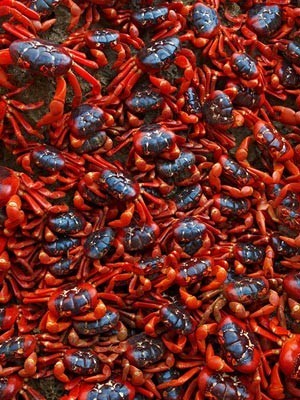 Fot�grafo registra aglomera��es
 de animais ao redor do mundo (Divulga��o/ Ingo Arndt)