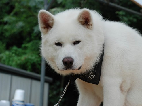 screenshot de Papel de Parede: Akita
