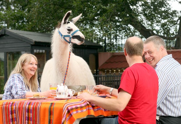 Turistas comem ao lado de lhama na pousada Llamas Pyjamas, na Inglaterra (Foto: Divulgação/Llamas Pyjamas)