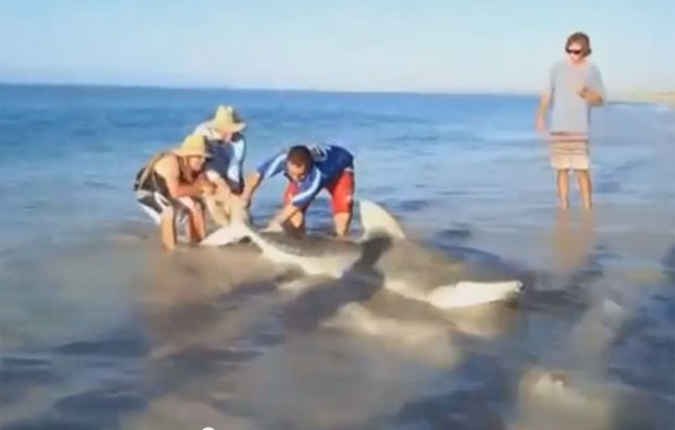Trio ajudou tubarão encalhado em praia a voltar para o mar (Foto: Reprodução/YouTube/Bodhispeak)