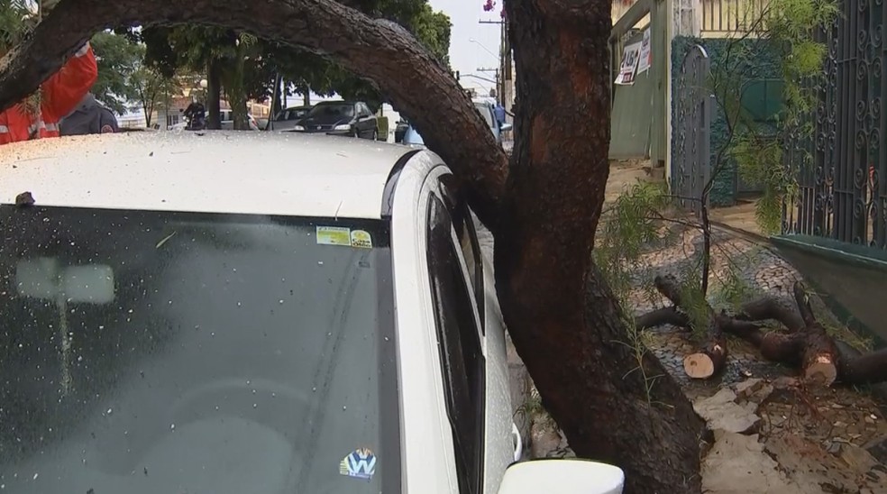 Árvore foi arrancada pela raiz e ficou encostada em carro em Marília (Foto: Reprodução/TV TEM)