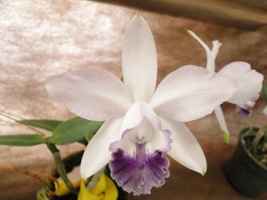 Orquídeas ficarão em exposição durante todo o feriado (Foto: Divulgação/ Círculo Orquidófilo de Blumenau)