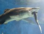 Tubarão mata  rival menor em aquário (Reprodução/Aqua World Oarai)