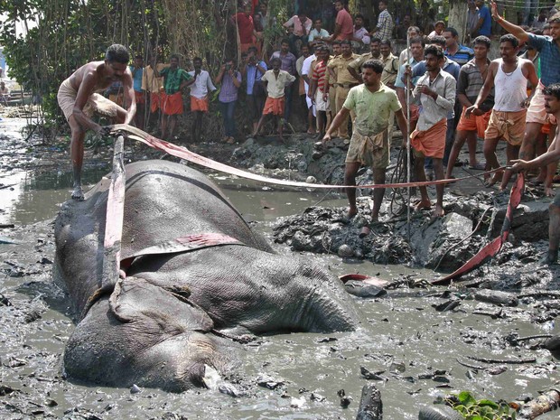 Uma corda é jogada para que o homem a amarre em volta do elefante (Fot Sivaram V/Reuters)