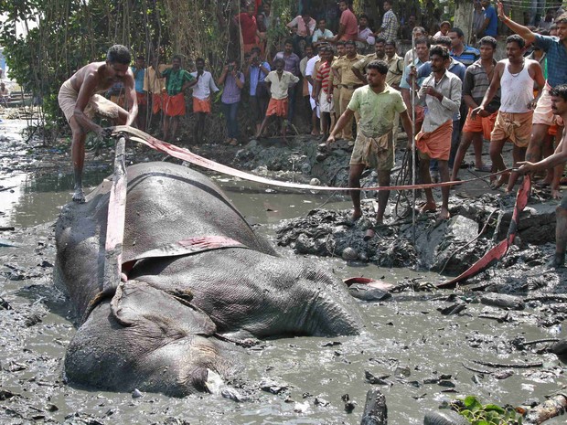 Uma corda  jogada para que o homem a amarre em volta do elefante (Foto: Sivaram V/Reuters)