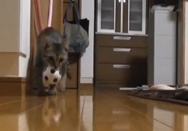 Animal leva bola para o dono após uma de suas 'defesas' (Foto: Reprodução)