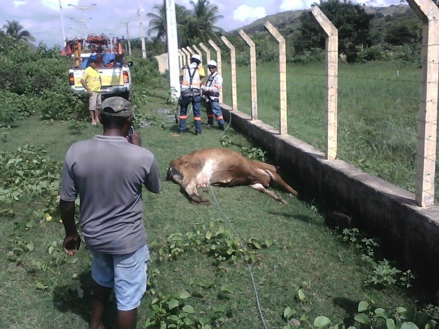 Vacas morrem eletrocutadas em Juazeiro do Norte (Foto: Cícero Melo/ VC no G1 CE)