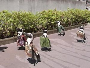Penguins com roupas africanas em parque japonês (Foto: BBC)