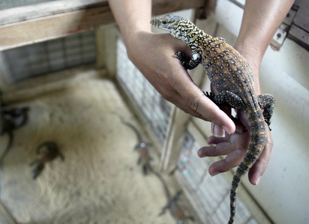 Filhote de dragão-de-Komodo nascido em incubadora artificial (Foto: Juni Kriswanto/AFP)