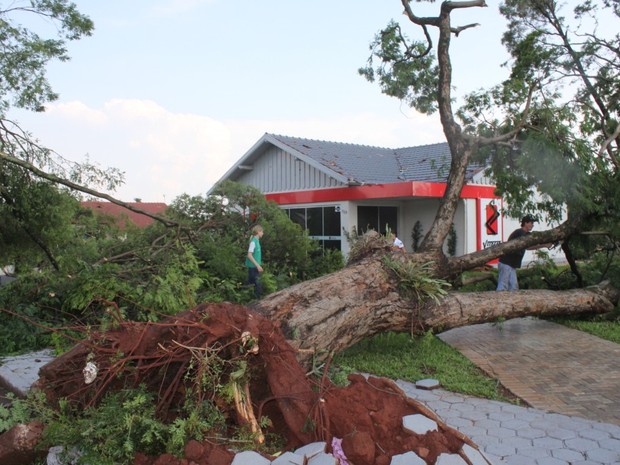 Árvores inteiras foram arrancadas pelo tornado que atingiu Marechal Cândido Rondon (PR) na tarde de quinta-feira (19) (Foto: Prefeitura de Marechal Cândido Rondon / Divulgação)