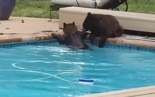 Ursos S O Flagrados Brincando Em Piscina De Casa Nos Estados Unidos