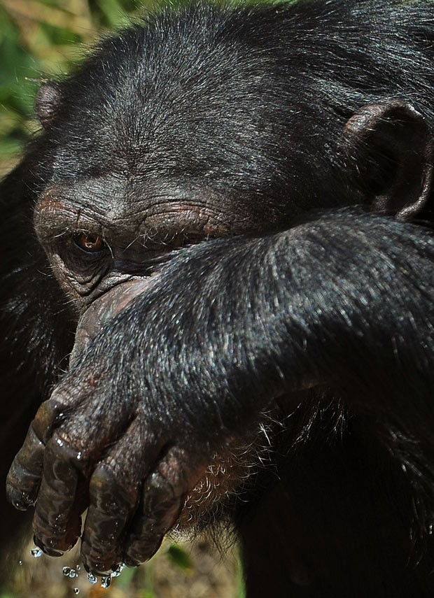  Gestos dos chimpanzés têm significados específicos, segundo estudo (Foto: AFP Photo/Tony Karumba)
