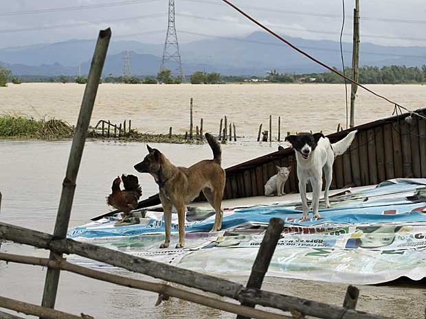 Cães, um gato e uma galinha dividem o telhado de uma casa cercada pelas águas de inundações provocadas pelo tufão ‘Nari’ em Bulacan, ao norte de Manila, nas Filipinas. (Foto: Bullit Marquez / AP Photo)