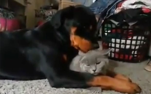 Vídeo mostra cão da raça Rottweiler todo carinhoso com gatinho (Foto: Reprodução/YouTube/En byby)