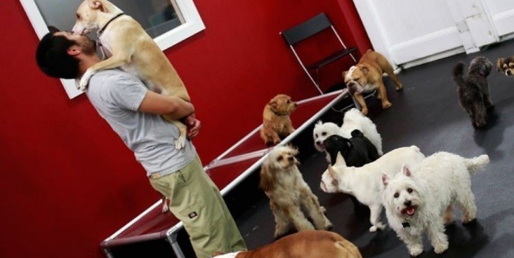 Pesquisa: donos de cães são sexualmente mais atraentes que donos de gatos Blog_dog_owner