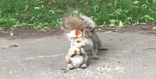 Estátua de esquilo deixa esquilos de verdade perplexos no Canadá (Foto: Reprodução/YouTube)