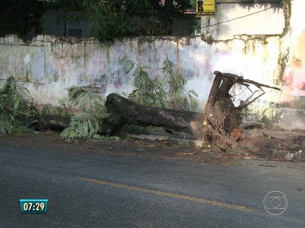 G1 Árvore Cai E Bloqueia Uma Das Faixas De Rua Na Zona Norte Do