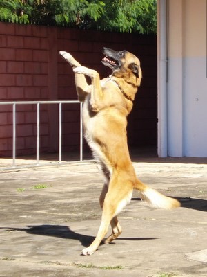 Aquiles brinca durantes apresentação (Foto: Divulgação/Polícia Militar)