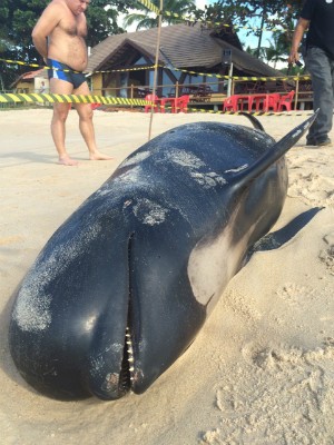 Baleia piloto é encontrada morta em praia de Porto Seguro, na Bahia (Foto: Ong Projeto Chauá/Acervo pessoal)