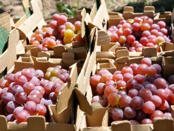 Venda da fruta in natura rende maior lucro ao produtor (Foto: Amanda Sampaio/ G1)