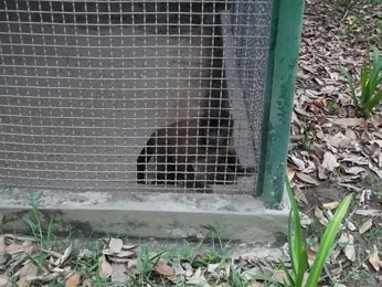 Associação diz que macacos doentes e sadios estão misturados (Fot Ademape / Divulgação)