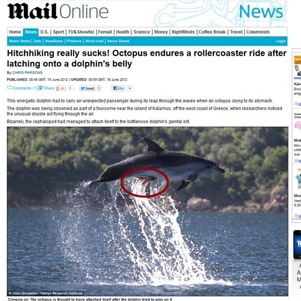 Polvo foi flagrado agarrado a golfinho enquanto o mamífero marinho saltava fora d'água. (Foto: Reprodução/Daily Mail)