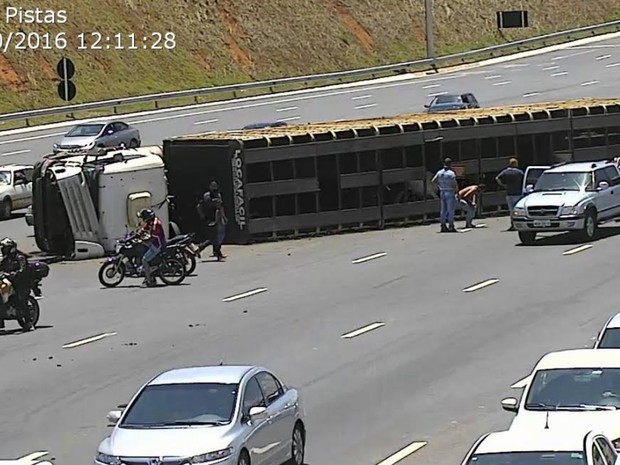 G1 Carreta Que Transportava Gado Tomba E Animais Ficam Soltos Na BR