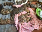 O mistério dos 40 filhotes de tigres achados em freezer de templo budista
